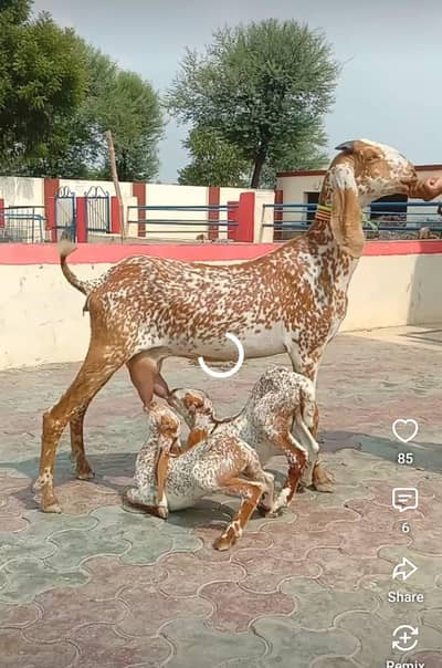 Makhi cheeni goat or 2 bache saat mein