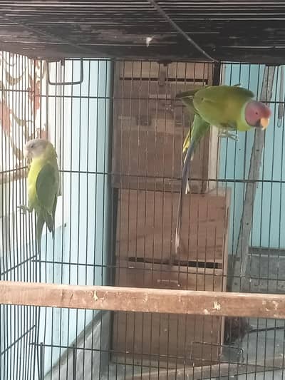 Plum Head Breed Pair With history