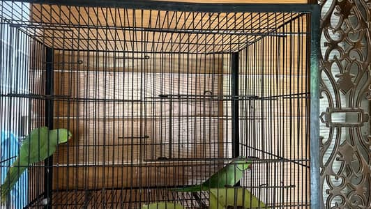 Parrot