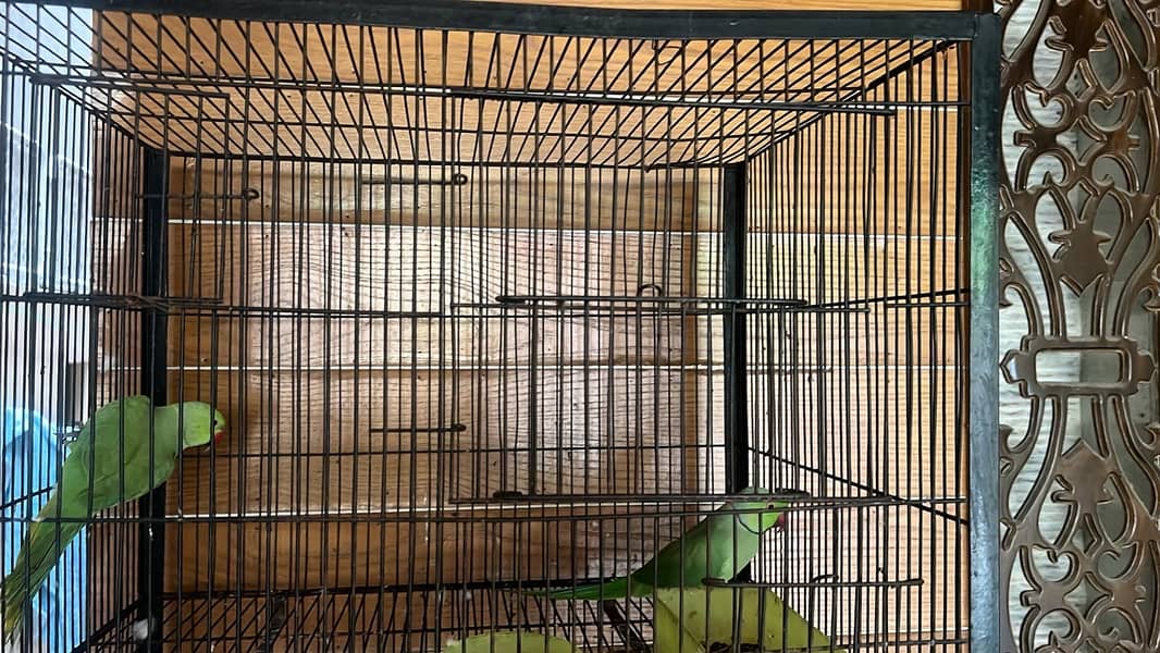Parrot 0