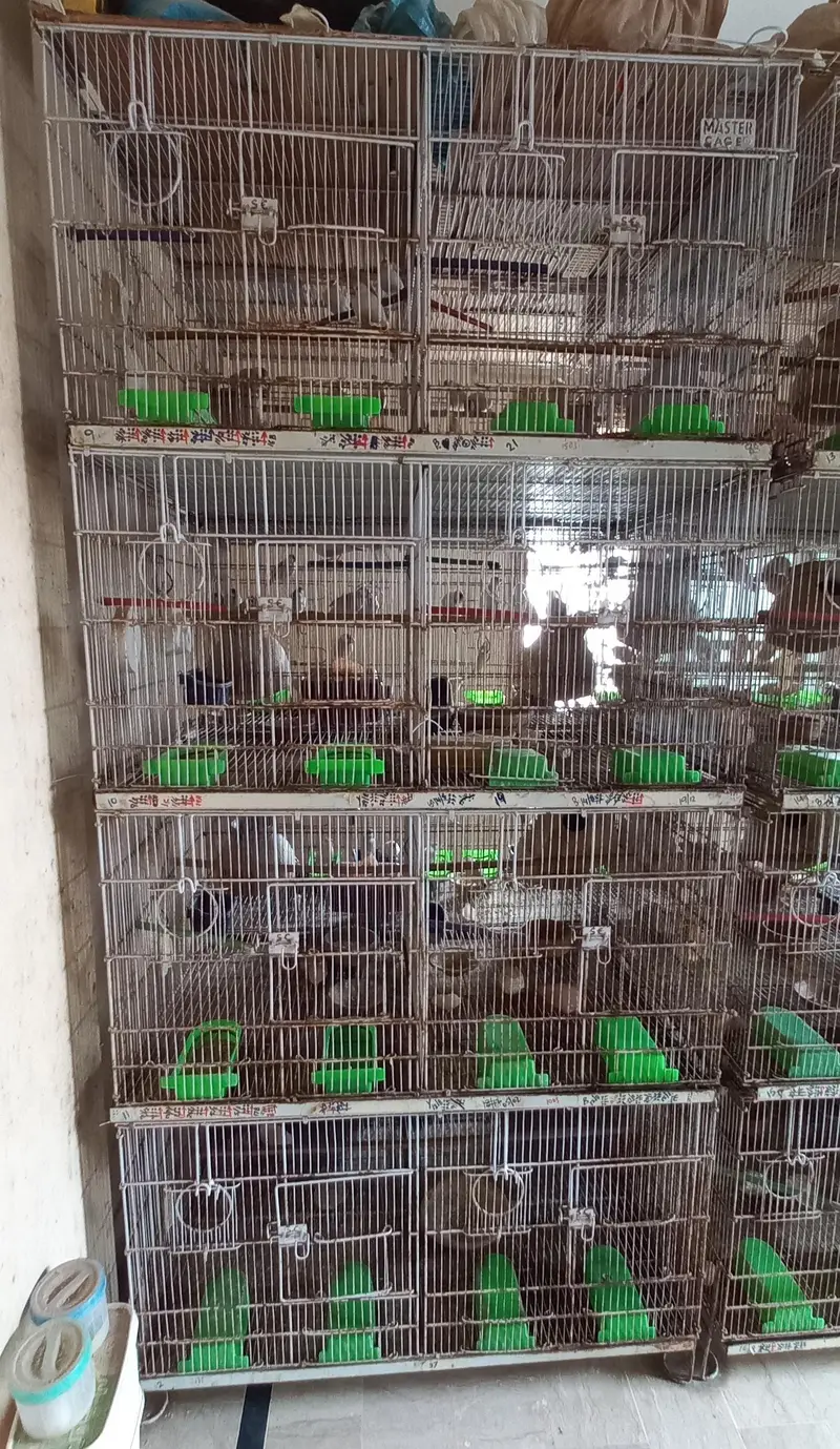 Used Foldong 8-Portion Cages Master brand — photo 3