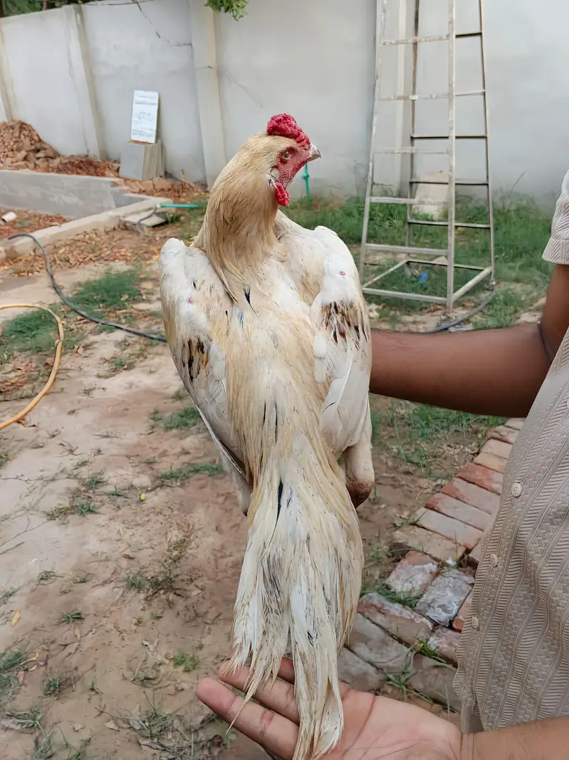 Aseel Murga — photo 2