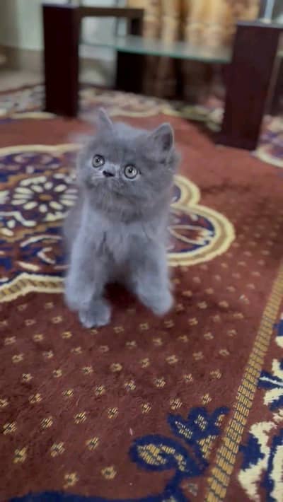 Persian cat for sale male or female WhatsApp320=81=75=394