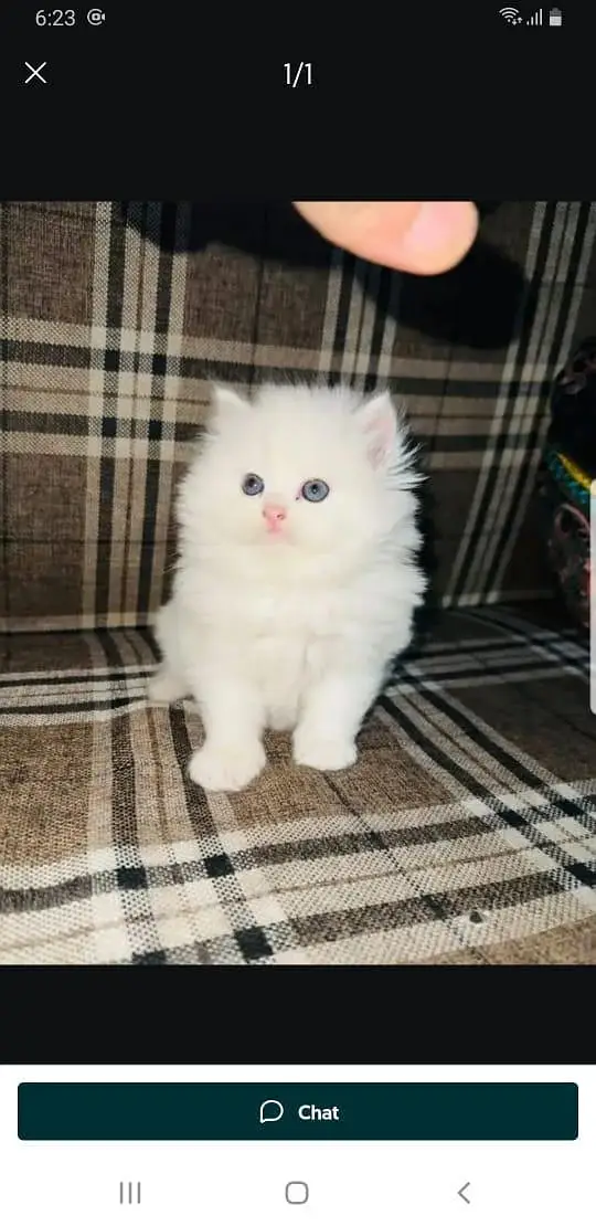 Persian cat for sale male or female WhatsApp320=81=75=394 — photo 2