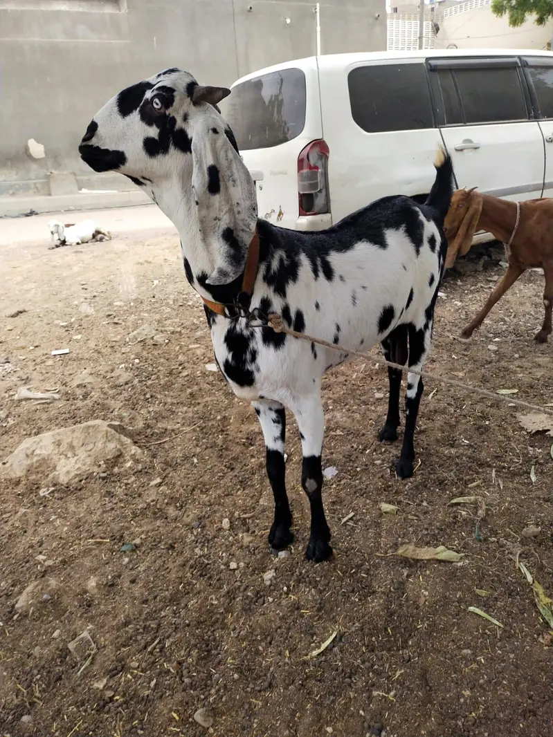 Betel bakri — photo 3