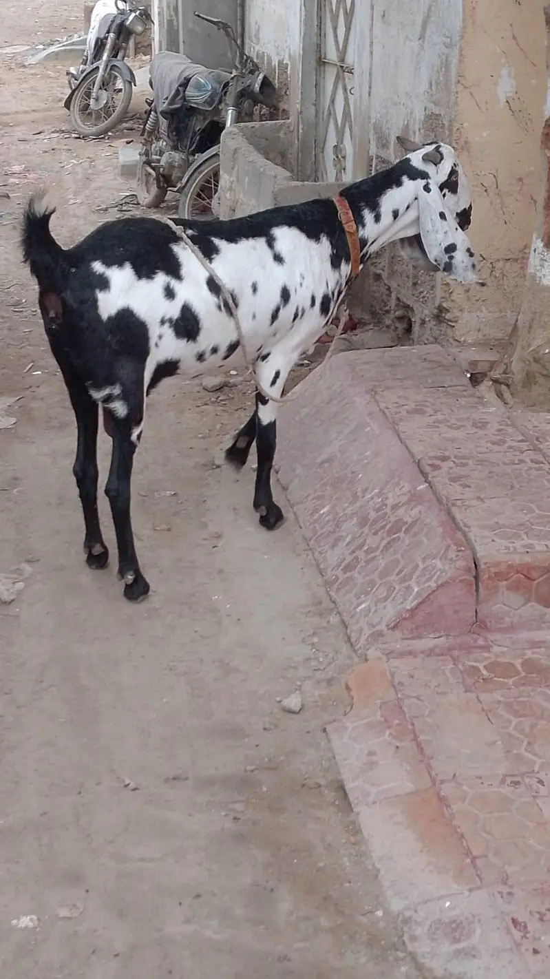 Betel bakri — photo 4