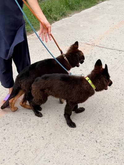 German Shepherd Puppies for Sale 