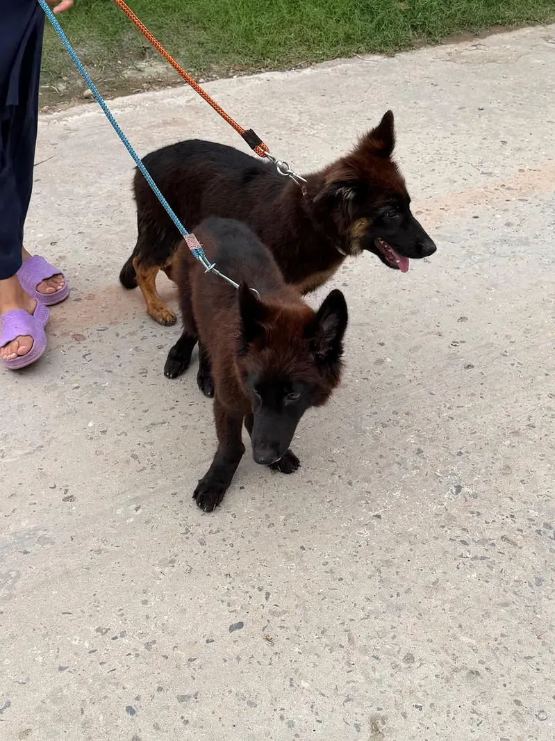 German Shepherd Puppies for Sale  — photo 2