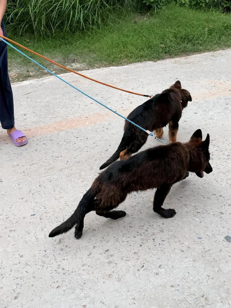 German Shepherd Puppies for Sale  — photo 3
