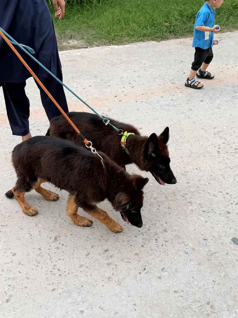 German Shepherd Puppies for Sale  — photo 4