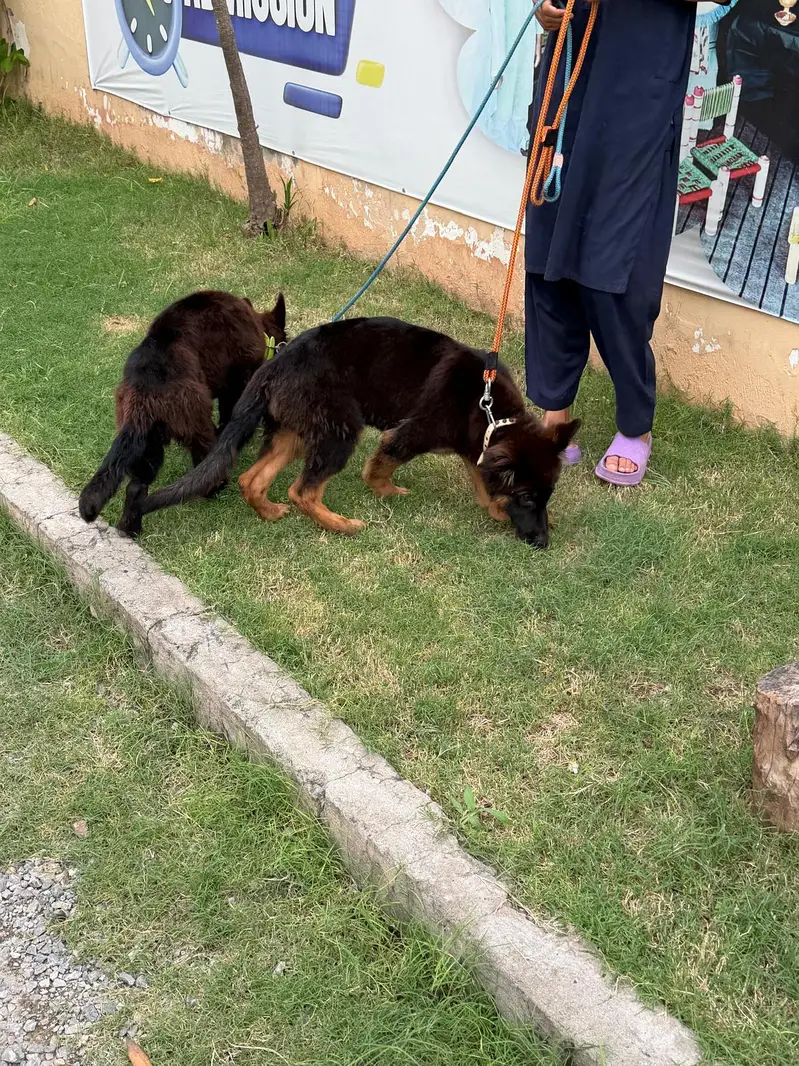 German Shepherd Puppies for Sale  — photo 5