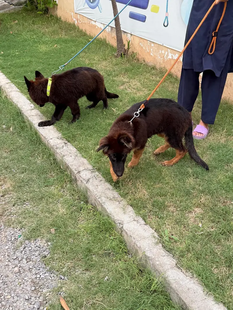 German Shepherd Puppies for Sale  — photo 6