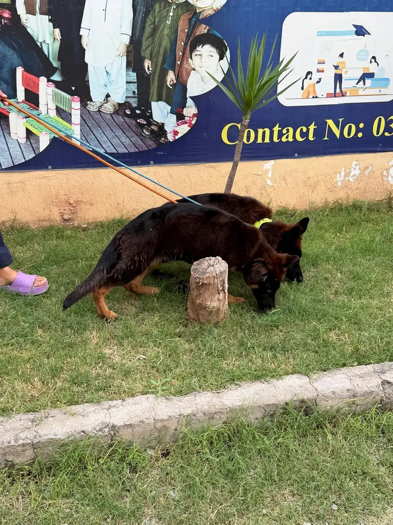 German Shepherd Puppies for Sale  — photo 7