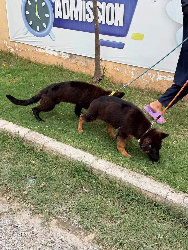 German Shepherd Puppies for Sale  — photo 8