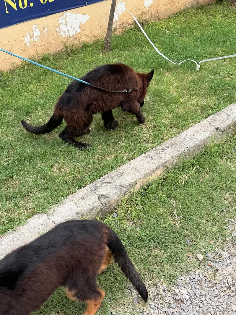 German Shepherd Puppies for Sale  — photo 9