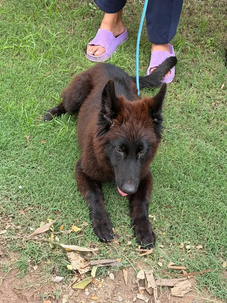 German Shepherd Puppies for Sale  — photo 10
