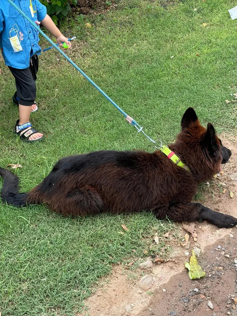 German Shepherd Puppies for Sale  — photo 11