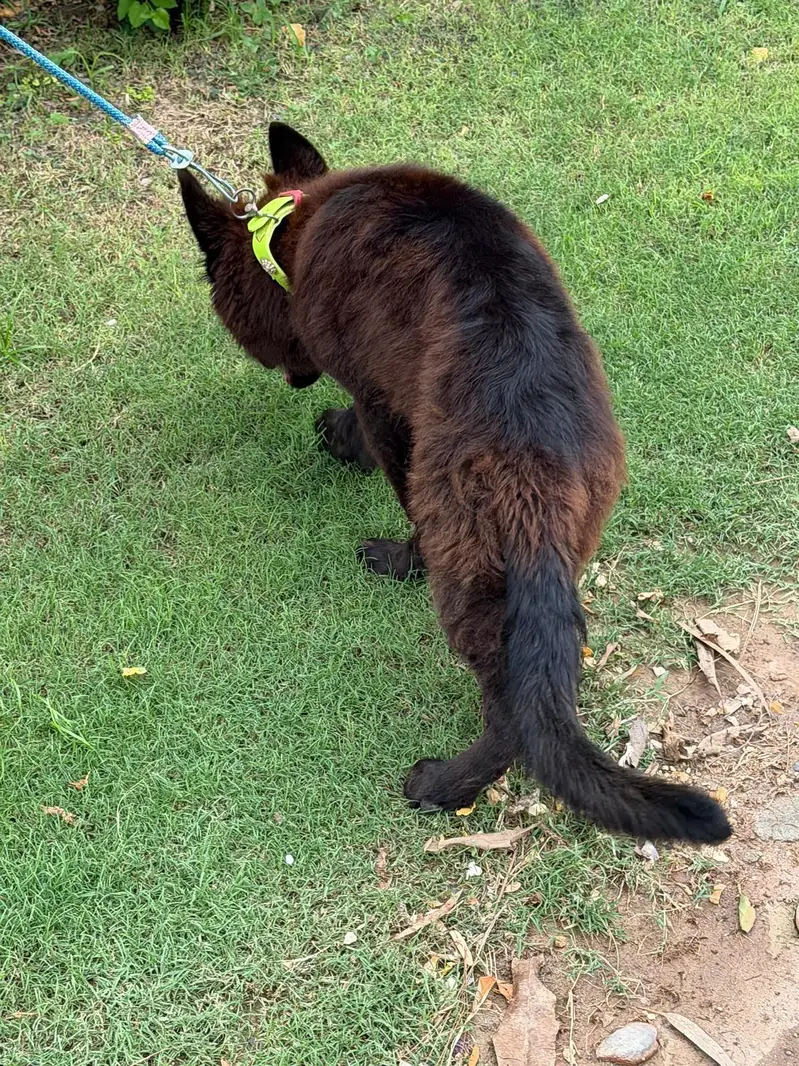 German Shepherd Puppies for Sale  — photo 12