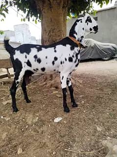 Betel bakri