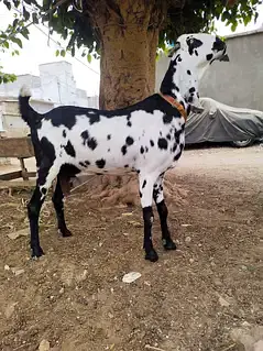 Betel bakri — photo 2