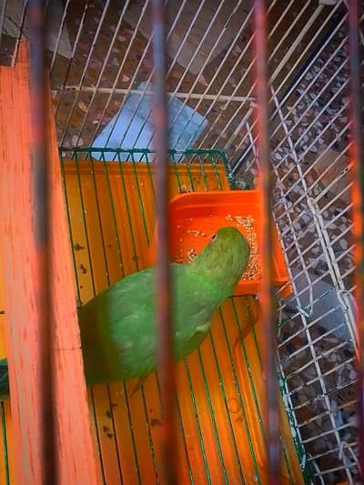 ring nick parrot for sale