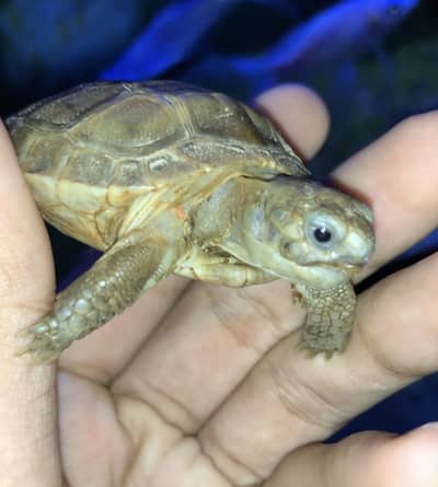 Russian Tortoise Good Size For Sale In Lahore