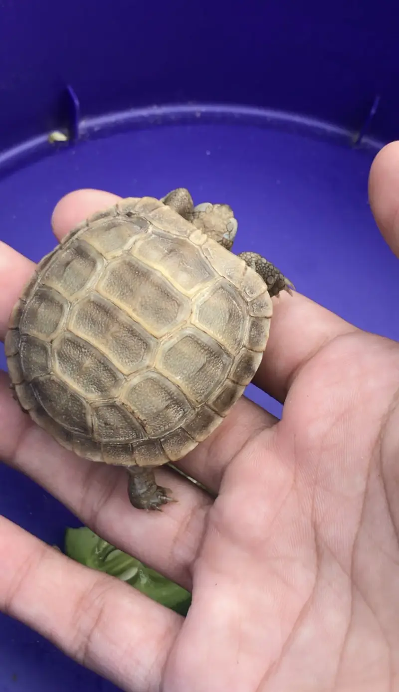 Russian Tortoise Good Size For Sale In Lahore — photo 2