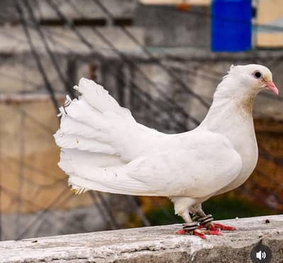 Indian lucky pair fully breeder top quality