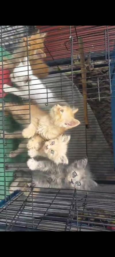 Persian kittens cat different color pair active baby