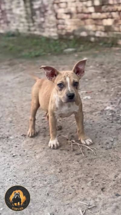 Merle Male Puppy Available - Whatsaap