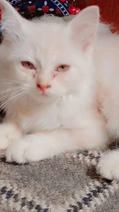 Beautiful Persian cat