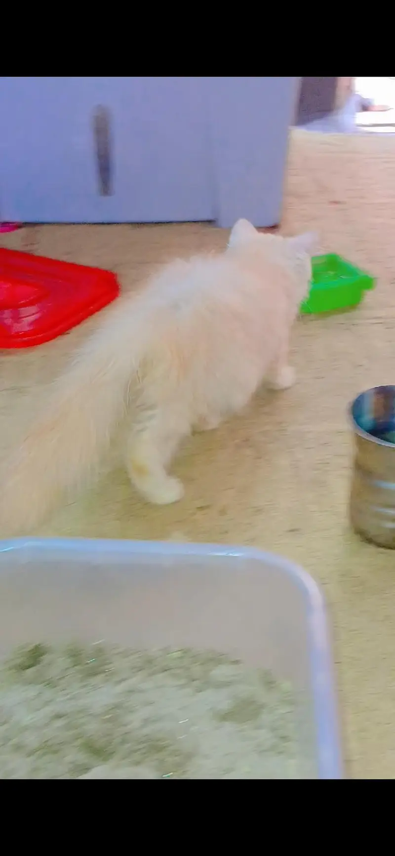 Beautiful Persian cat — photo 3