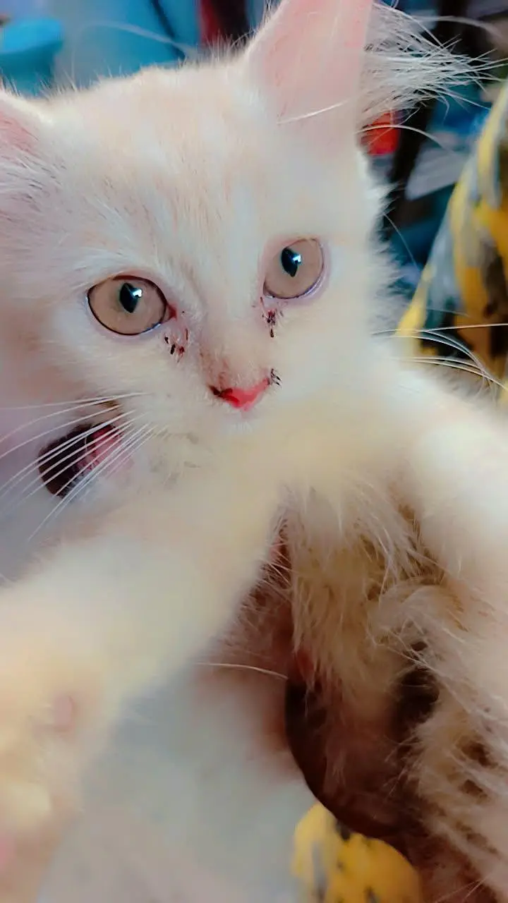 Beautiful Persian cat — photo 4