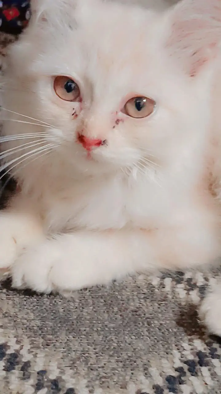 Beautiful Persian cat — photo 5