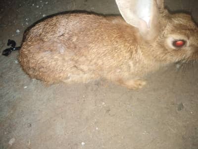 SINGLE COLOUR RABBITS FOR SALE