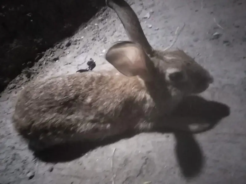 SINGLE COLOUR RABBITS FOR SALE — photo 2