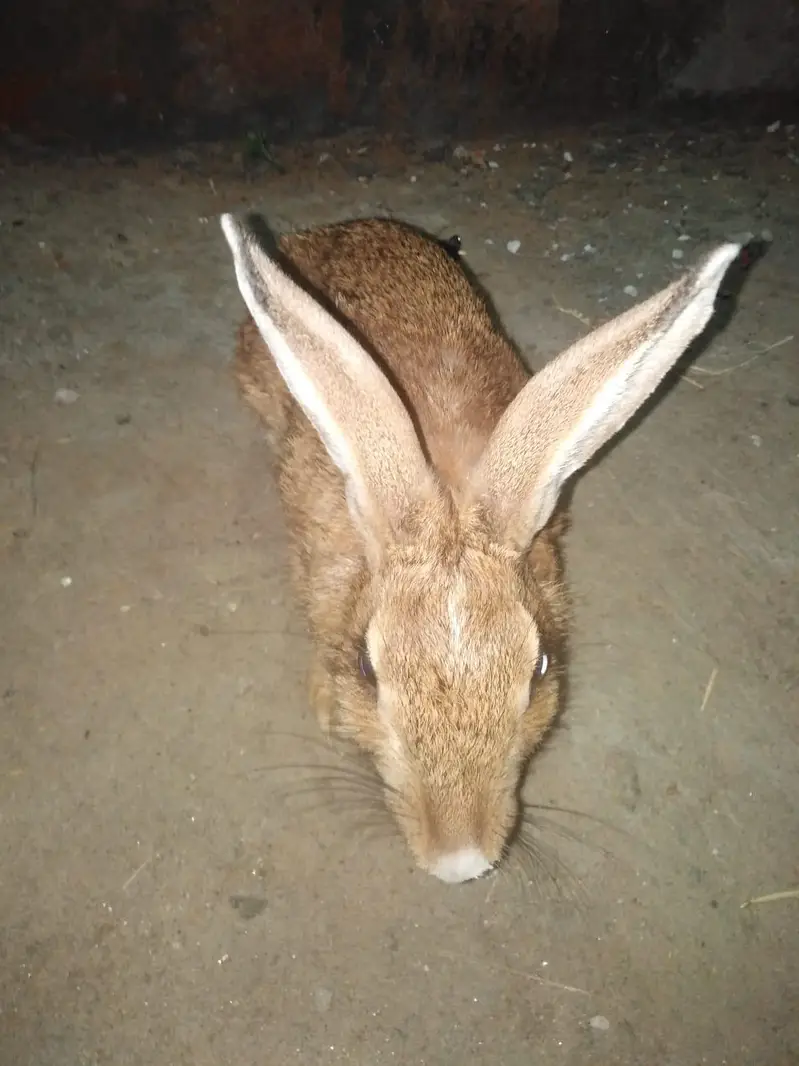 SINGLE COLOUR RABBITS FOR SALE — photo 3