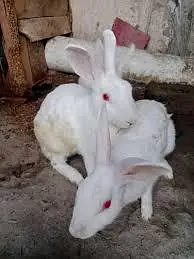 SINGLE COLOUR RABBITS FOR SALE — photo 5