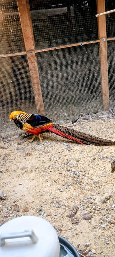 Top Quality Red Golden Breeder Pair Available For Sale