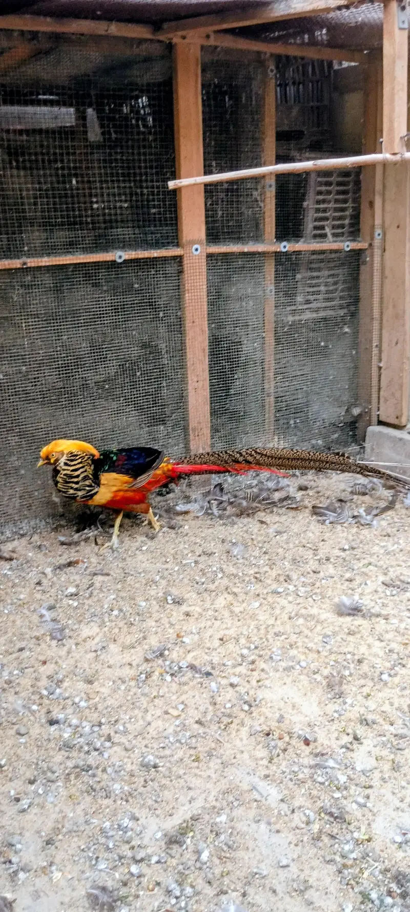 Top Quality Red Golden Breeder Pair Available For Sale — photo 3