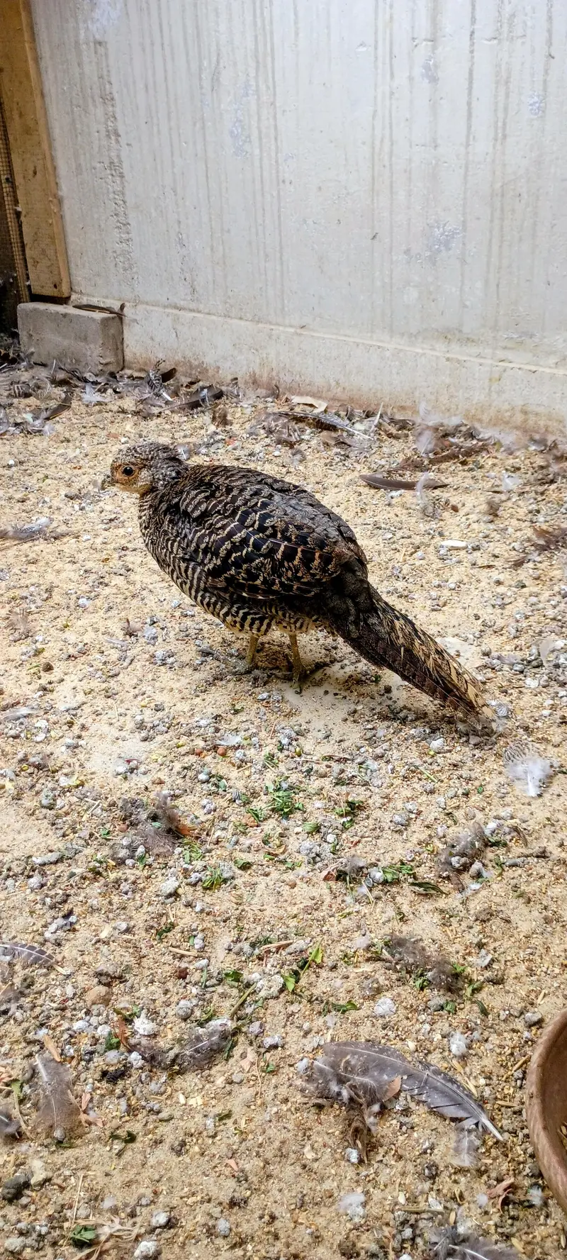Top Quality Red Golden Breeder Pair Available For Sale — photo 5