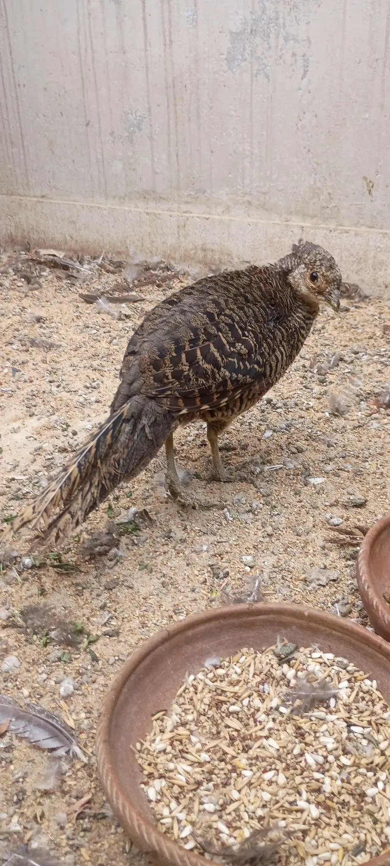 Top Quality Red Golden Breeder Pair Available For Sale — photo 6