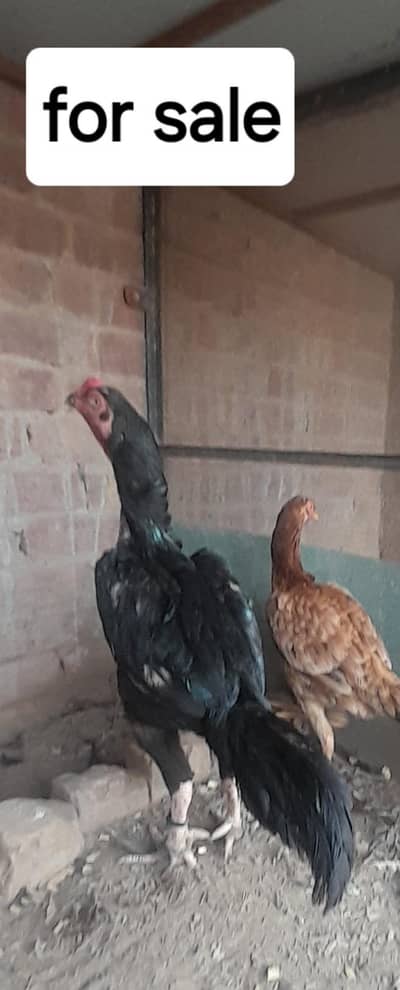 Assel birds