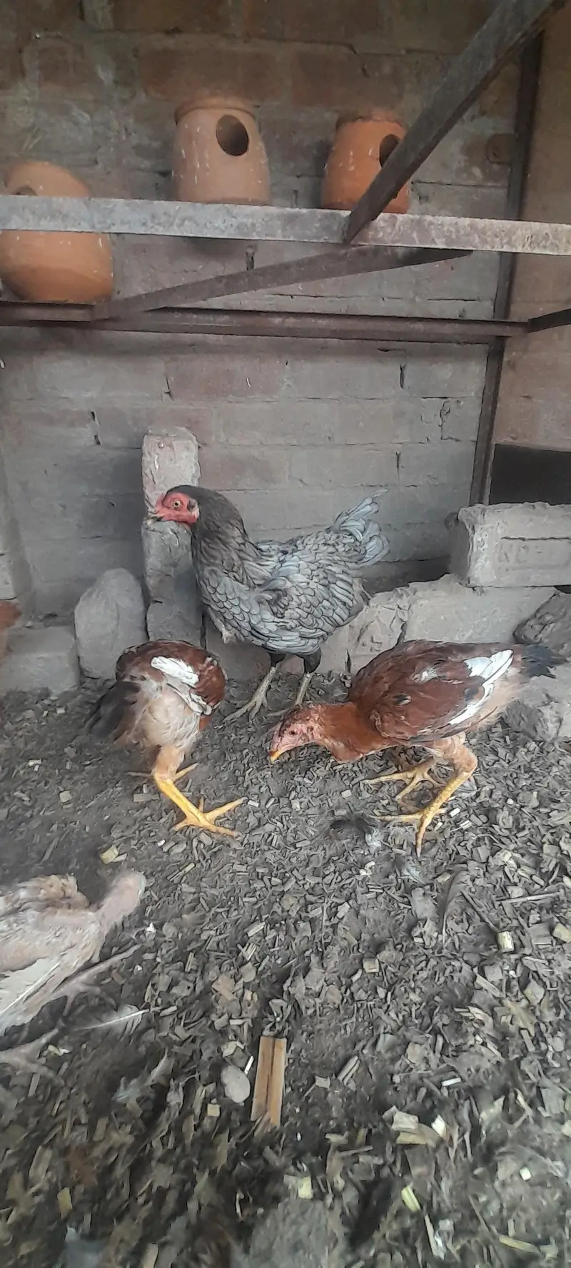 Assel birds — photo 6