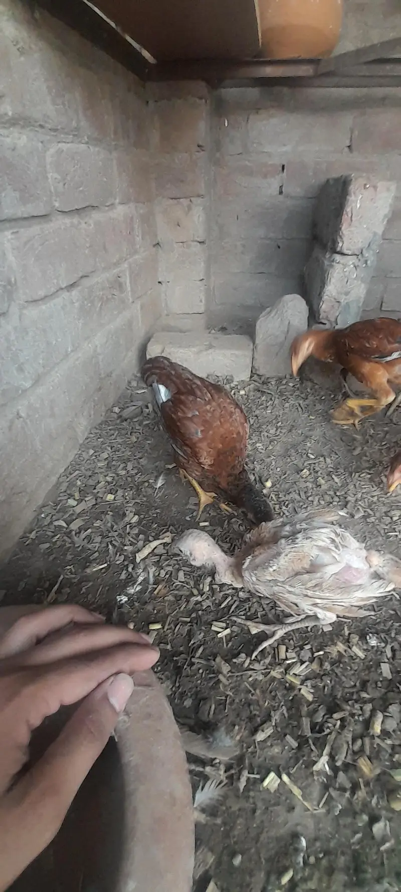 Assel birds — photo 7
