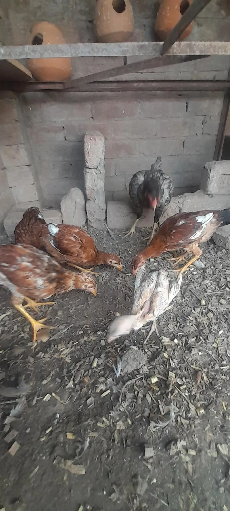 Assel birds — photo 8
