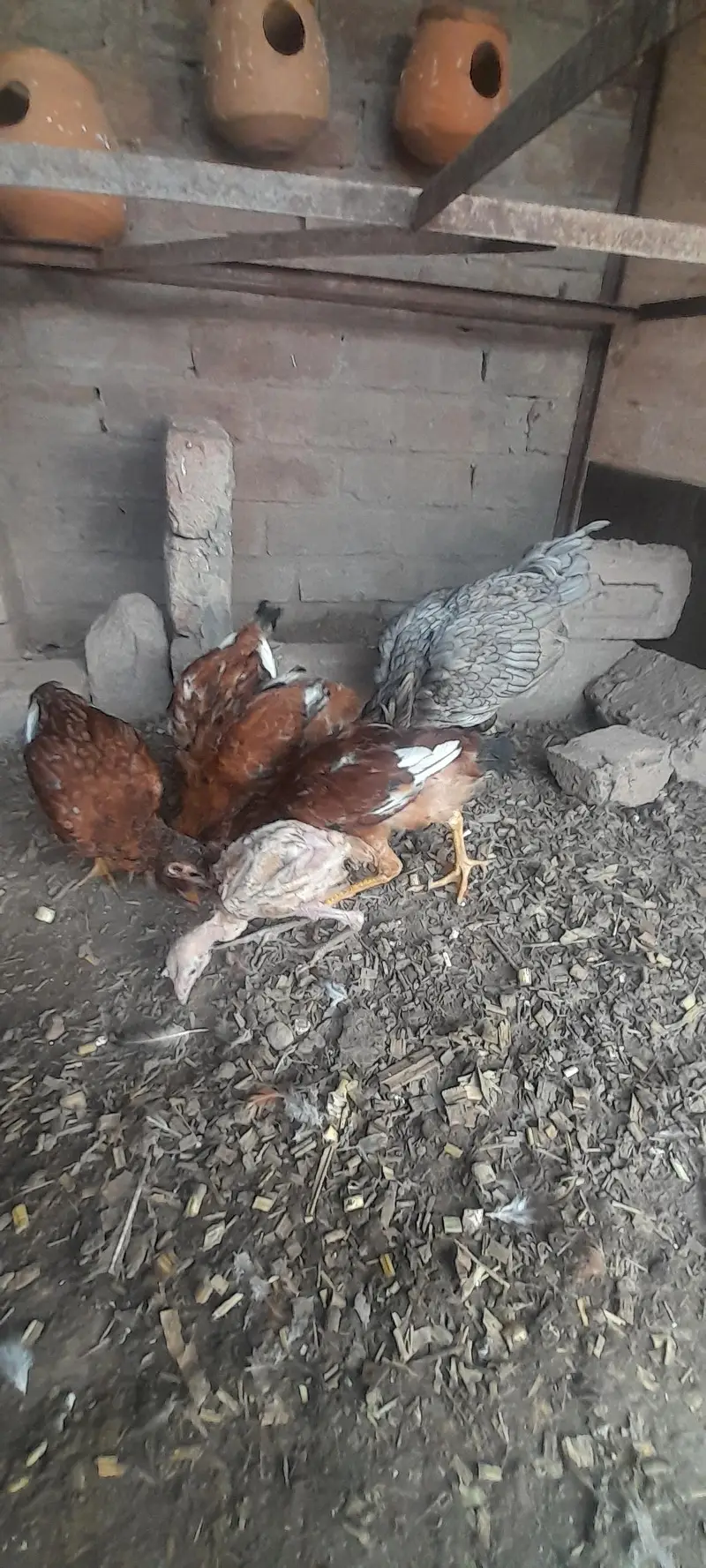 Assel birds — photo 9