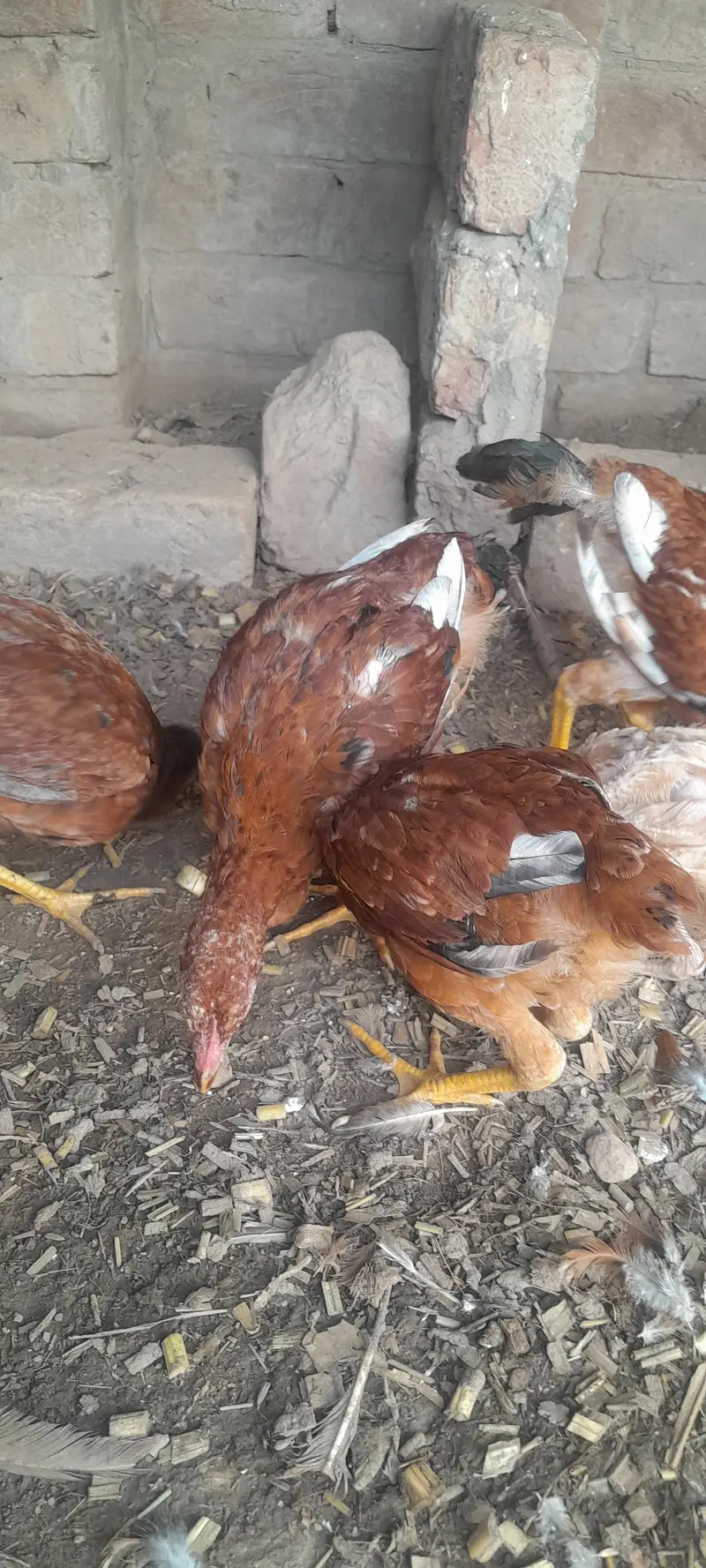 Assel birds — photo 10