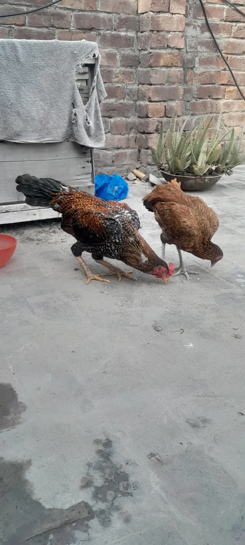 Assel birds — photo 12