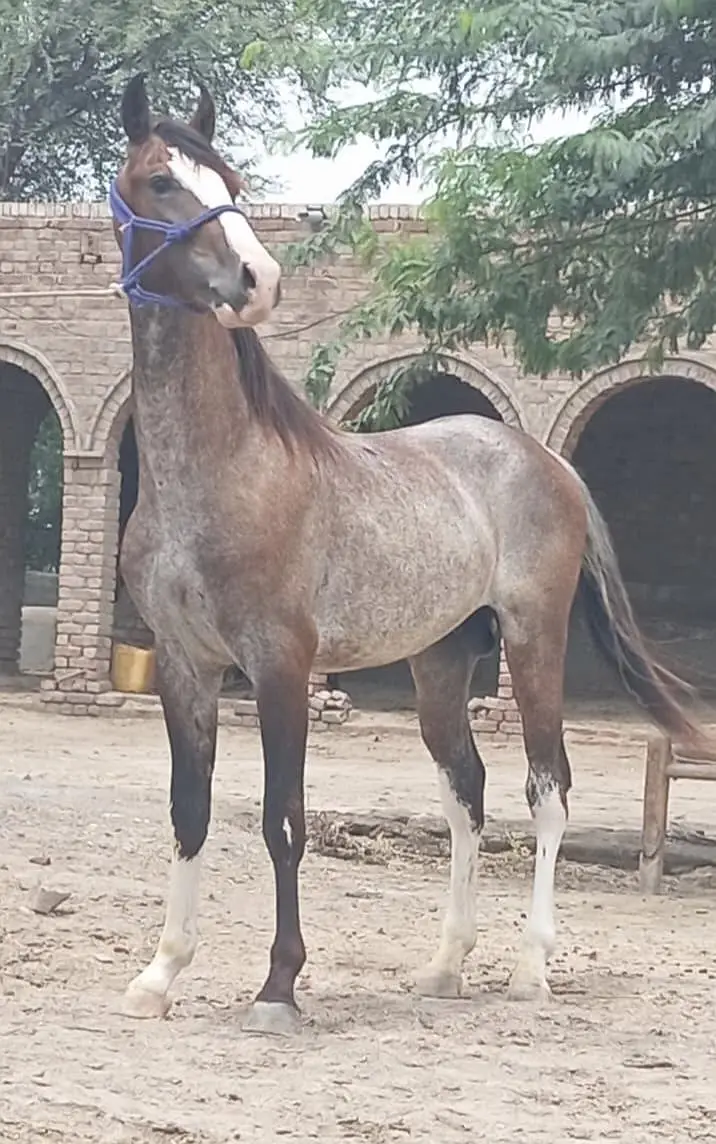Horse — photo 2